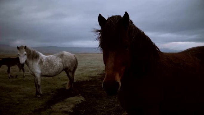 美丽的风景，棕色和白色的冰岛马在阴天一起在田野上吃草。