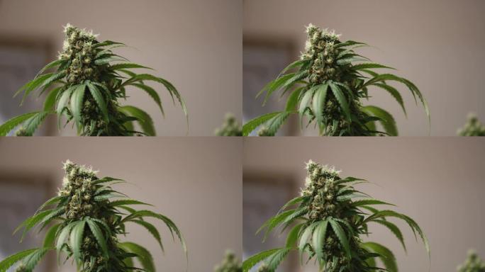 大麻植物芽女士毒物