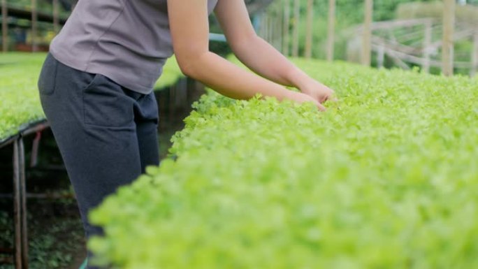 女农民控制和检查温室中的有机蔬菜