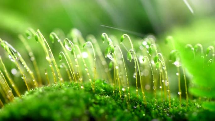 雨中的特写苔藓春天生命力伟大