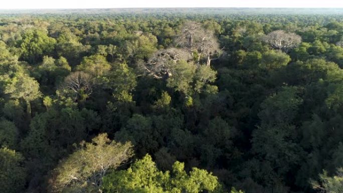 非洲中部热带雨林树冠上大型猴面包树的美丽空中飞行