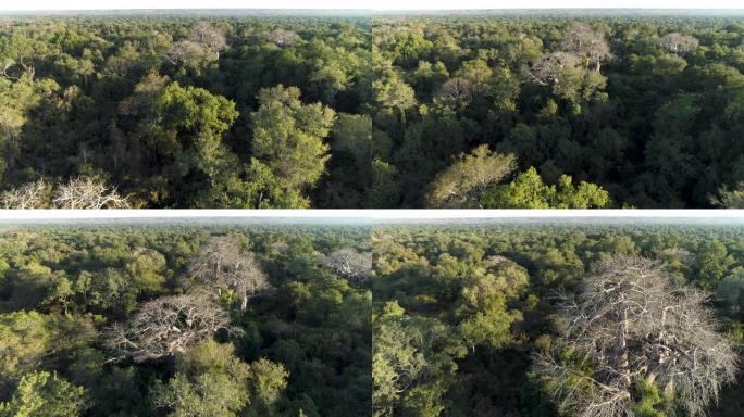 非洲中部热带雨林树冠上大型猴面包树的美丽空中飞行