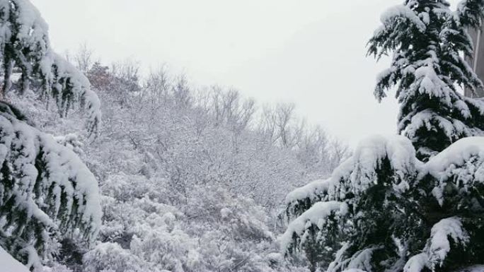 雪景瑞雪纷飞雪景冬天小雪大雪下雪花