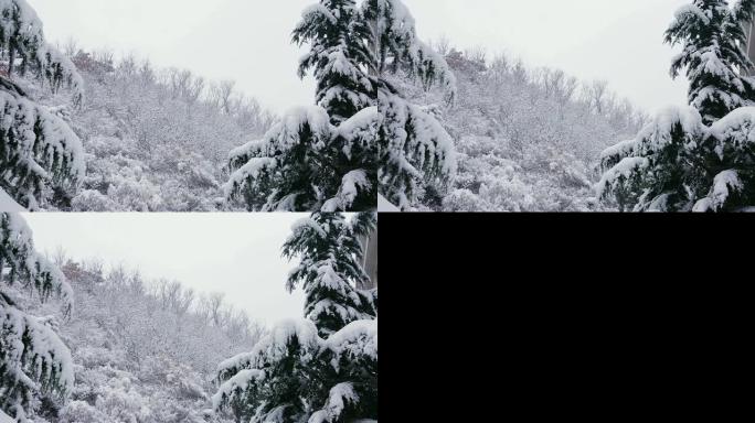 雪景瑞雪纷飞雪景冬天小雪大雪下雪花