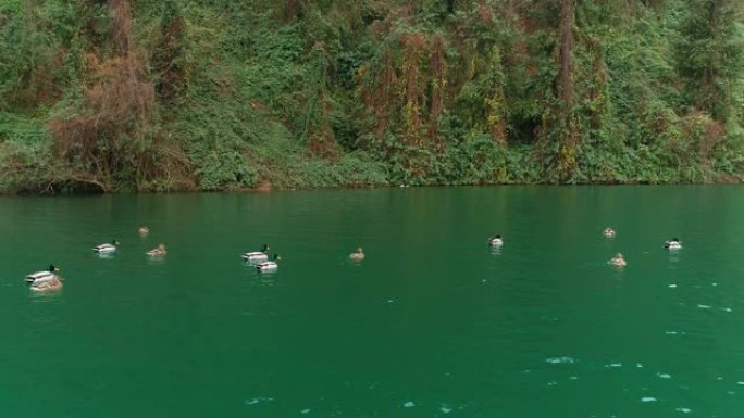 在河上游泳的野鸭群