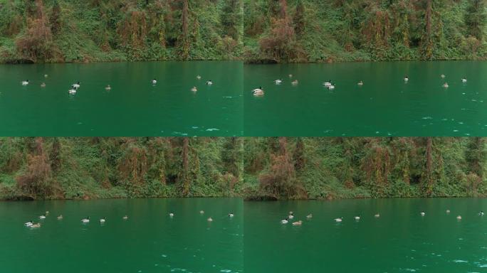在河上游泳的野鸭群