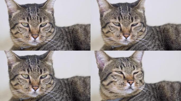 胖虎斑猫的特写泰国宠物毛茸茸可爱又憨厚宠