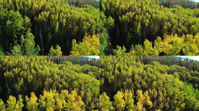 在阳光明媚的秋天，空中射击在彩色黄色白杨树上飞行