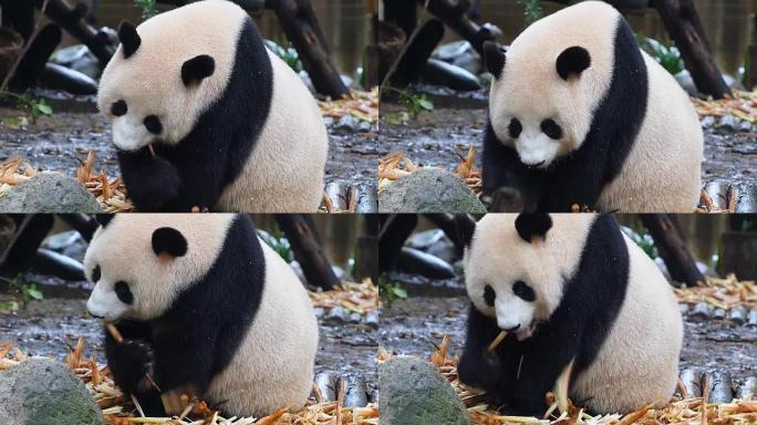 大熊猫吃竹子保护国宝萌物可爱
