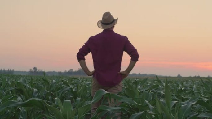 西澳农民在日落时在年轻的玉米植株中行走时脱下帽子