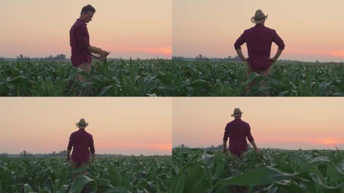 西澳农民在日落时在年轻的玉米植株中行走时脱下帽子