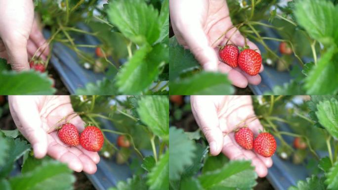 农民在草莓农场采摘草莓的手，慢动作