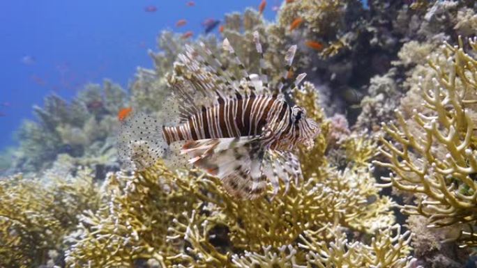 水下摄影沿着珊瑚礁的海洋生物，充满了生命，色彩和各种海洋动物物种。