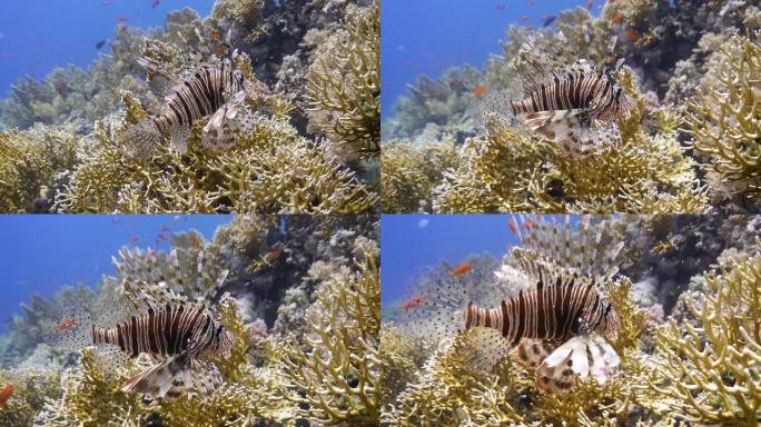 水下摄影沿着珊瑚礁的海洋生物，充满了生命，色彩和各种海洋动物物种。