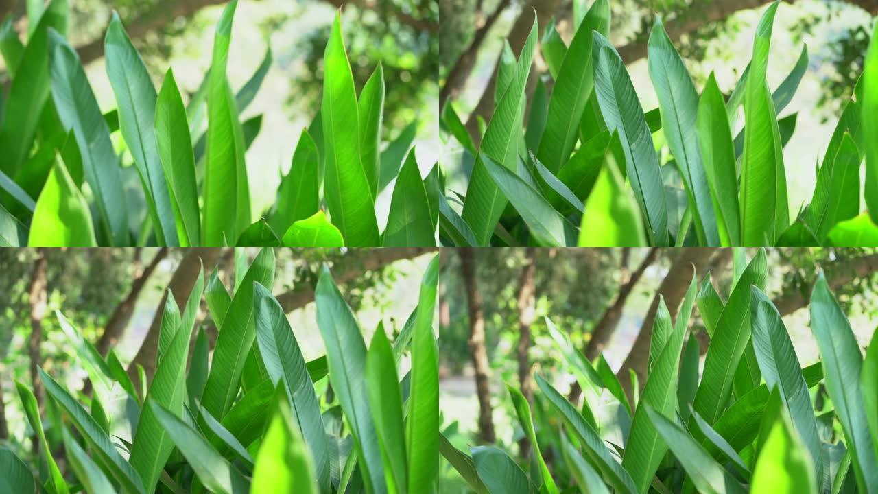 花园中的天堂鸟树绿色植物特写生态风景