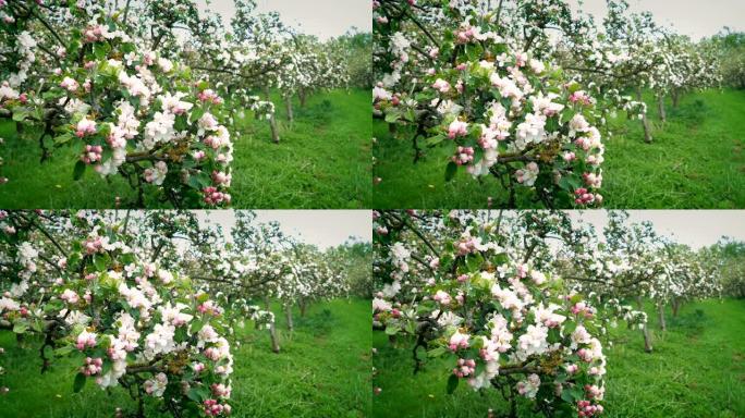 果园里的苹果花
