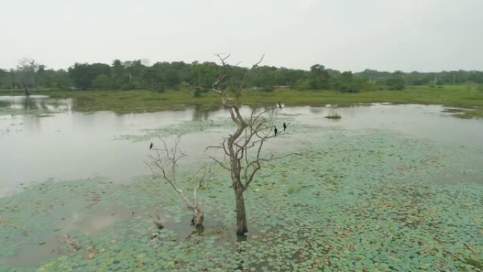 WS的白鹭栖息在斯里兰卡沼泽的树枝上