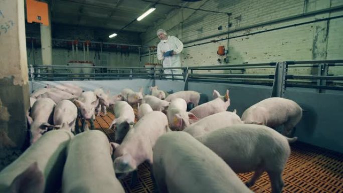 农场工人正在对猪进行检查。养猪户在农场检查猪。