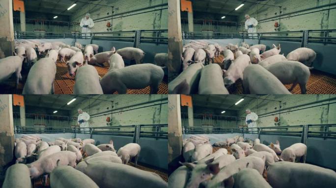 农场工人正在对猪进行检查。养猪户在农场检查猪。