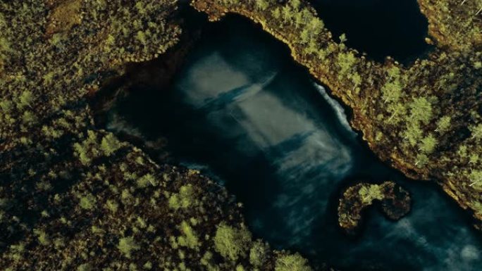 空中电影无人机视图的冰冻沼泽在当地的秋天森林。美丽的乡村景观，白天有绿色的针叶树和冰冻的水。顶视图。
