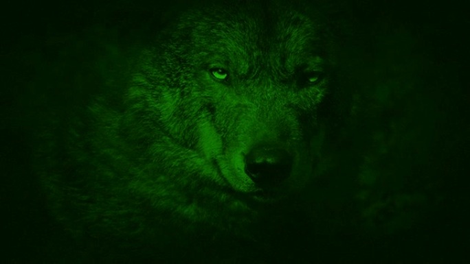 狼咆哮的夜视视图狼咆哮的夜视视图