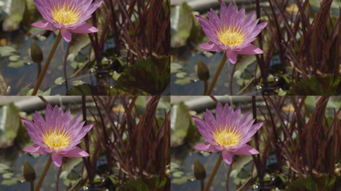 池塘里美丽的紫罗兰色莲花
