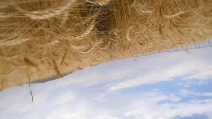 背景中中心枢轴灌溉的田间小麦的4K 360度旋转视图
