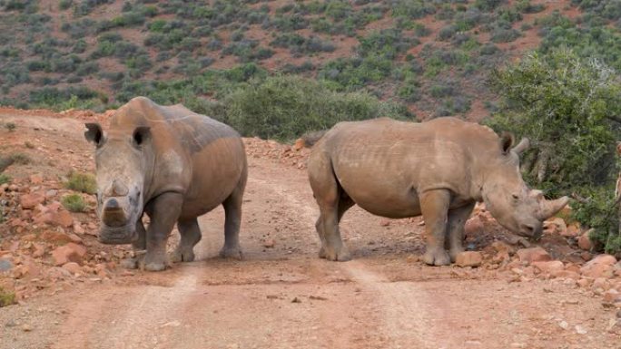 两只白犀牛站在自然保护区的碎石路上的特写