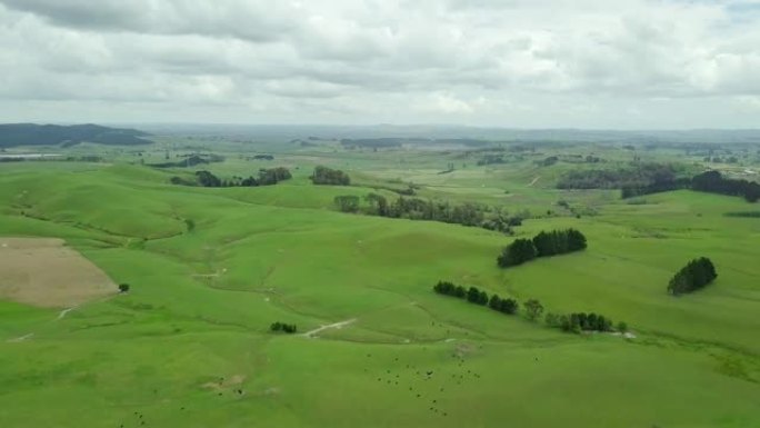 新西兰乡村绿色牧场的空中拍摄