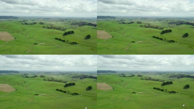 新西兰乡村绿色牧场的空中拍摄
