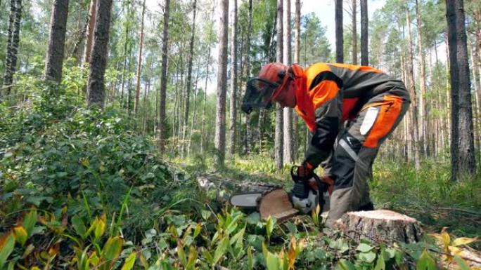 伍德曼正在锯一棵被砍伐的松树。森林砍伐，森林砍伐概念。