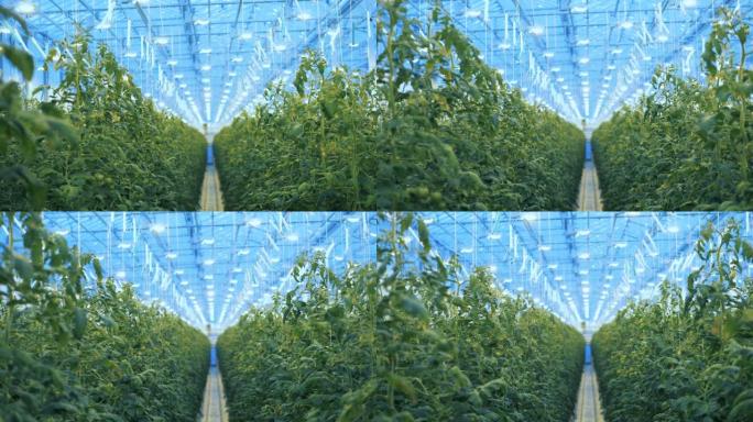 温室中成排生长的番茄植物。