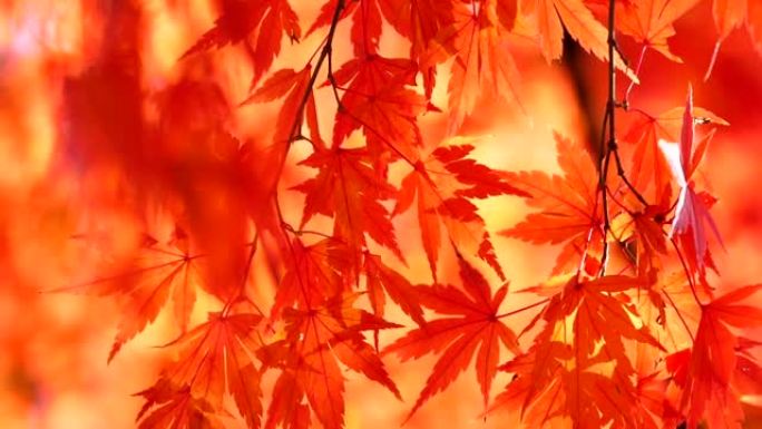 日本秋叶染红