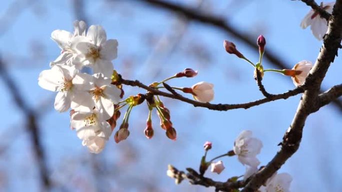 日本的春天樱花盛开