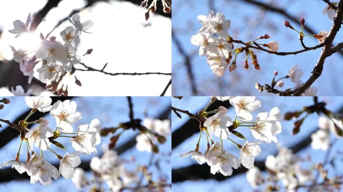 日本的春天樱花盛开