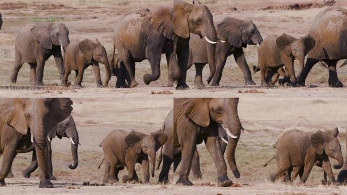 4k近景，一群大象在喝酒和洗泥后离开水坑，津巴布韦万基国家公园