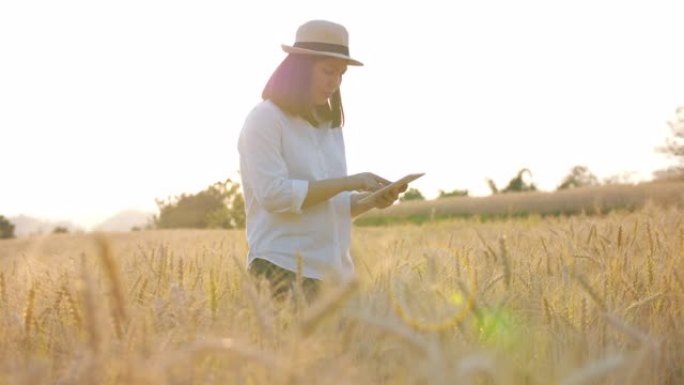 慢动作: 用数字平板电脑检查大麦稻田生长的女农民，慢动作