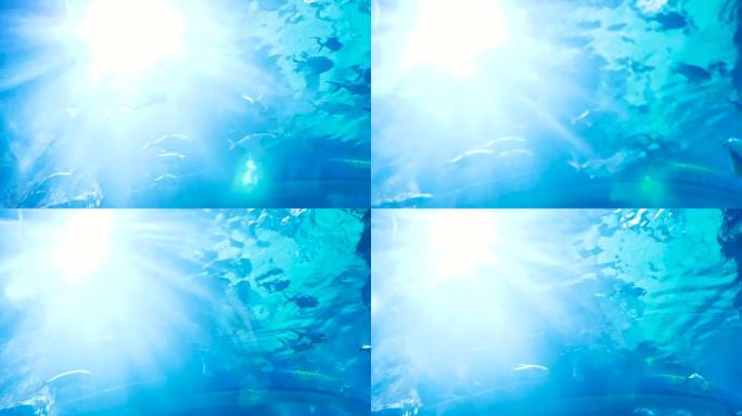 透过水下和热带鱼的阳光