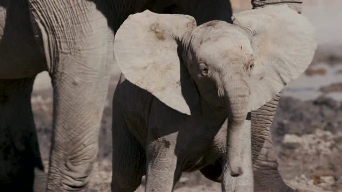 纳米比亚埃托沙国家公园水坑边缘，一头可爱的小象直视镜头，母亲身后直视镜头的4k特写镜头