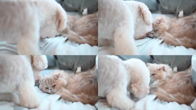 一只玩具贵宾犬在床上舔猫交朋友，而猫却忽略了令人讨厌的小狗