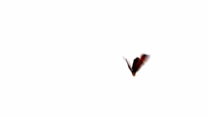美丽的红色蝴蝶欧洲孔雀Aglais io飞行和坐在白色和绿色背景特写。具有绿屏Alpha通道的可循环