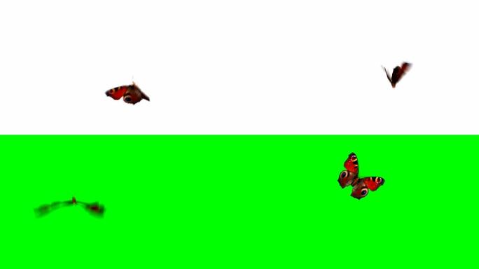 美丽的红色蝴蝶欧洲孔雀Aglais io飞行和坐在白色和绿色背景特写。具有绿屏Alpha通道的可循环