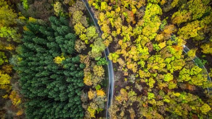 无人机视图-秋天森林路的鸟瞰图。
