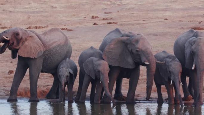 津巴布韦万基国家公园水坑里站着喝酒的大象繁殖群的4k近景