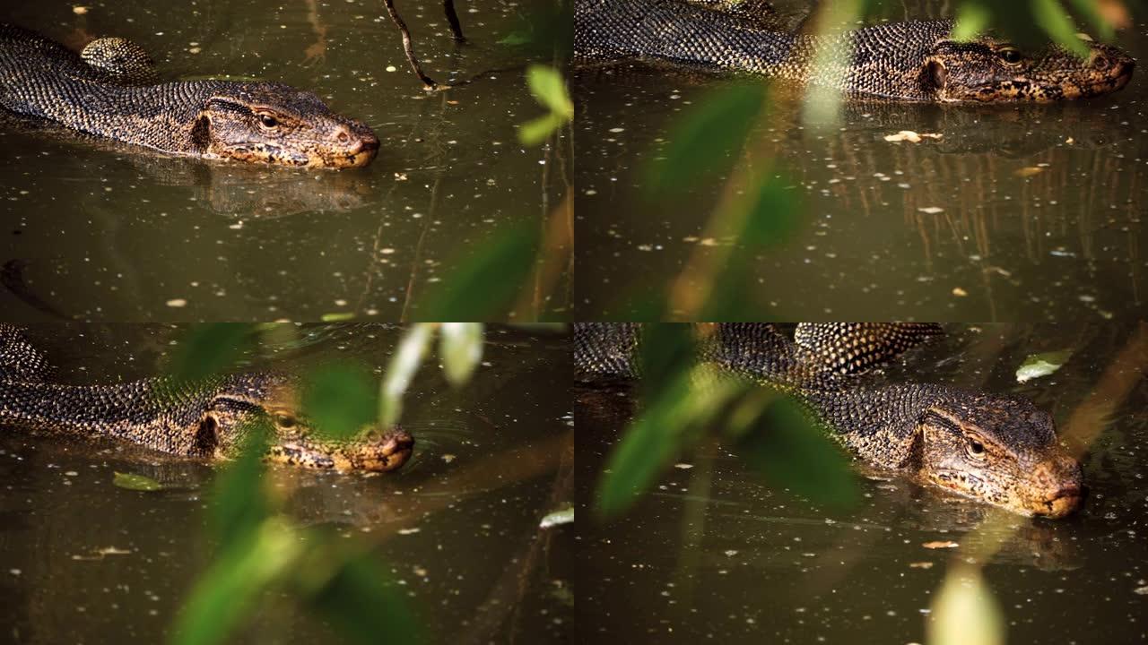 池塘里的水监视器蜥蜴吐信子