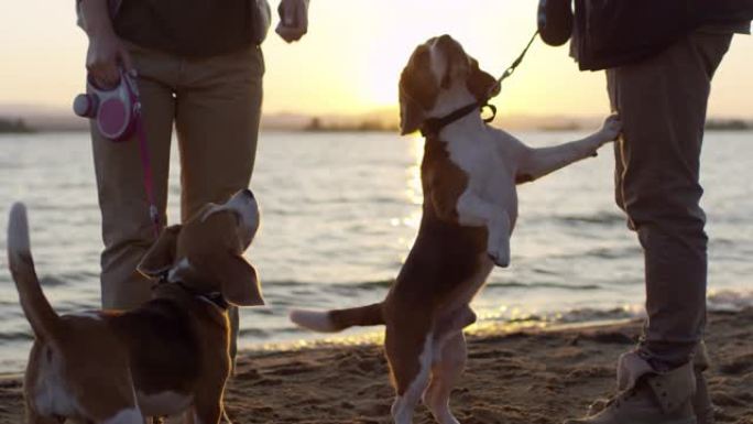 可爱的比格犬在日落时在海滩上乞求美食