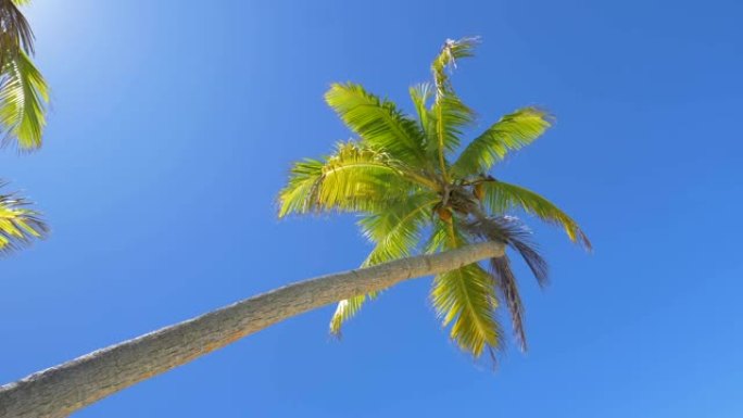 底部的棕榈树树叶在未被触及的岛屿吹来的夏日风中沙沙作响