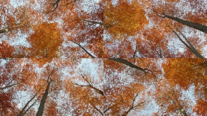 秋天山毛榉树的低天使景观