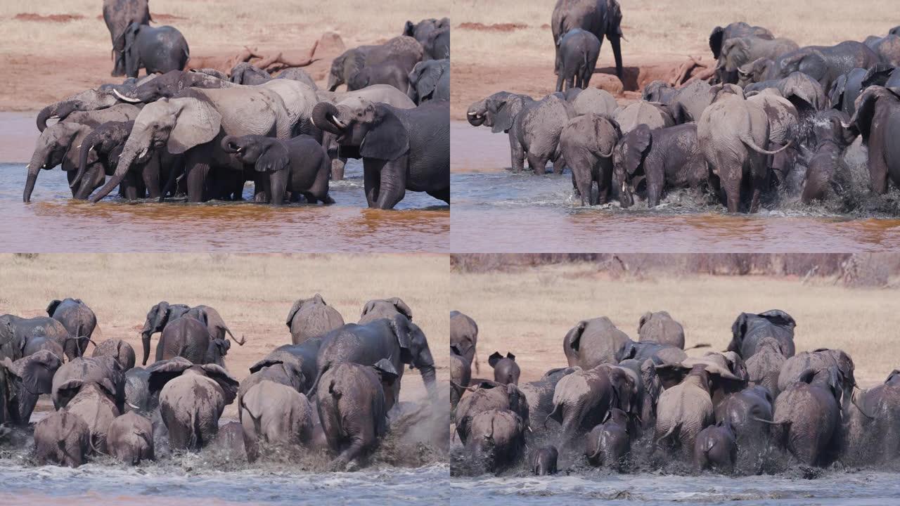 津巴布韦万基国家公园，一大群大象在水坑里喝水的4k视图