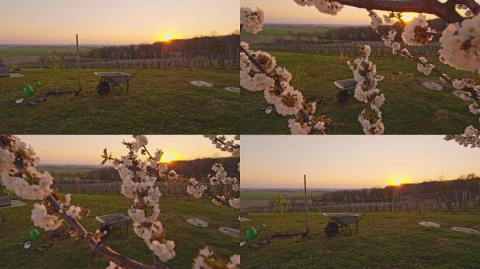 日落时乡村山坡上田园诗般的樱花树下的WS独轮车和果树